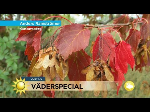 Väderspecial: Därför blir löven gula trots värmen - Nyhetsmorgon (TV4)