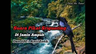 Download lagu Suara Pikat Burung Srigunting Paling Di Cari #pemikatburung Anti Zonk mp3 Download lagu Suara Pikat Burung Srigunting Paling Di Cari #pemikatburung Anti Zonk mp3