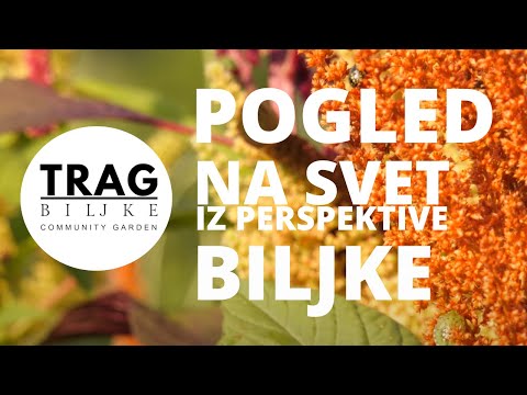 POGLED NA SVET IZ PERSPEKTIVE BILJKE  (2021) [TRAG BILJKE]