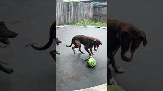 Video preview image #1 Labrador Retriever-Unknown Mix Puppy For Sale in Jackson, MS, USA