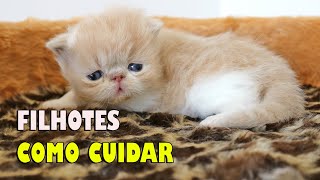 COMO CUIDAR DE GATO FILHOTE: do PARTO aos 4 meses - Gatil Hauser