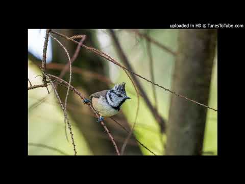 Vogelfamilie: Meisen