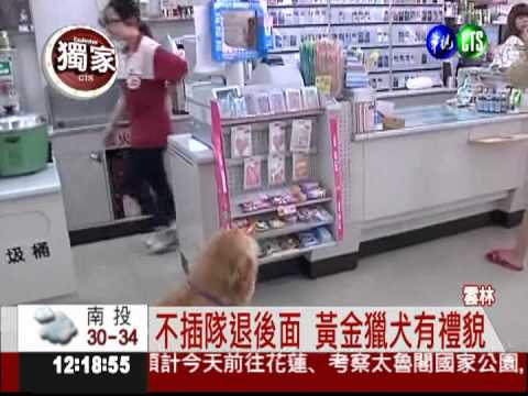 血拼不求人! 黃金獵犬好聰明