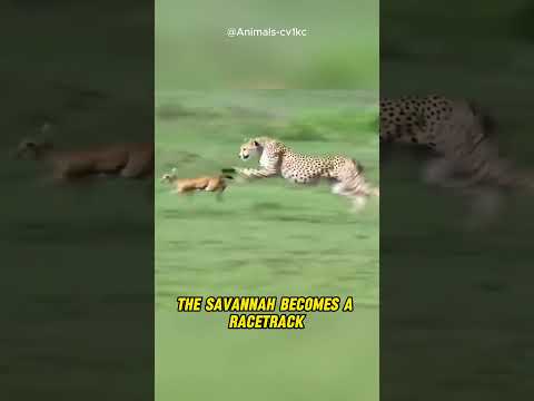 Cheetah vs Gazelle: The Ultimate Speed Duel!