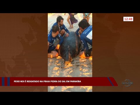 Peixe-boi é resgatado na praia Pedra do Sal em Parnaíba 07 02 2023