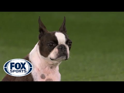 Ripple’s handler falls during WKC agility competition, celebrates after completing run | FOX SPORTS
