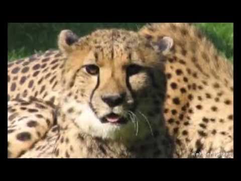 Vitality vs. Dupash | VBT Elite Achtelfinale HR (Beat by Beatjunkie Rato) mit Katzenbildern