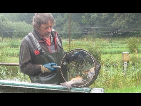Havørreder og tigerørreder til søerne / Große Forellen für die Angelseen / Trout’s for the lakes