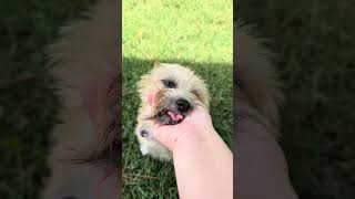 Video preview image #1 Mutt Puppy For Sale in Arlington, VA, USA