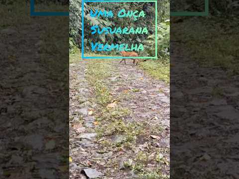 Uma onça Susuarana Vermelha na Decida da Torre de Camacan BA