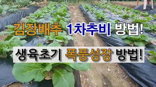 김장배추 1차추비 방법과 생육초기 폭풍 성장 하는 방법입니다. #주말농장  #김장배추 가꾸기 #추비 하는 방…