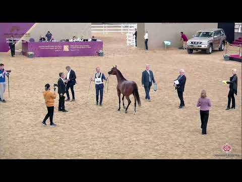 N 160 ARWA AL NASSER   29th Qatar Intl A H  Show 2020   3 Years Old Fillies Class 9