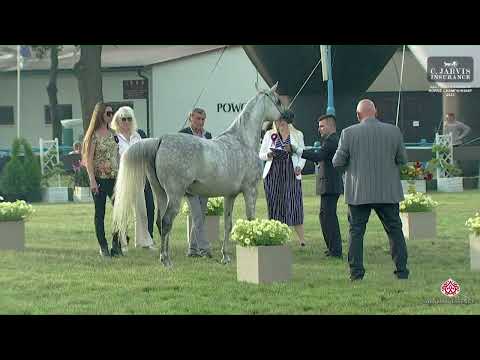 N 86 PARANTELLA   All Polish Arabian Horse Championship   Mares 7   9 Years Old Class 9