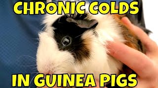 Does Your Guinea Pig Have a Chronic Upper Respiratory Infection?