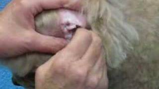 Pet Grooming Insights - How We Remove Ear Hair
