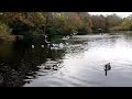 Seagull Mayhem