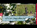 De grote waternavel blijft maar groeien: 'We krijgen hem bijna niet weg' | ROEG! | RTV Drenthe