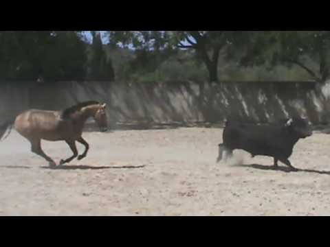 IMPERADOR  - Lusitano 2013 por ESCORIAL LB