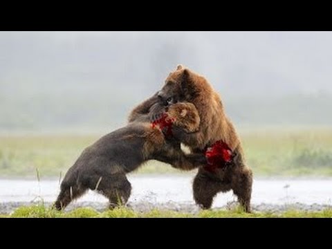 Bear Brutal Fight To The Death