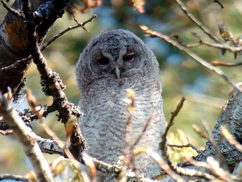 Tawny Owl chick (Strix aluco)