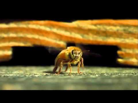 the hidden beauty of pollination