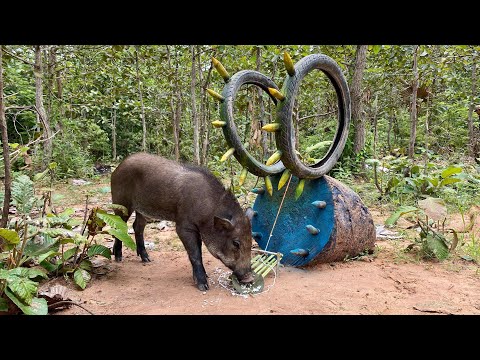 Giant Wild Boar Trap wild boar trap From Car Stop Equipment #skilltrap #animals #camping #shorts