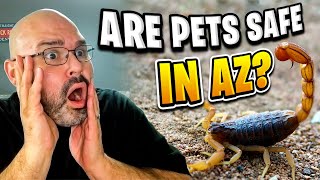 Arizona Scorpions |  life in phoenix |  arizona sunshine |  vlog |  travel vlog