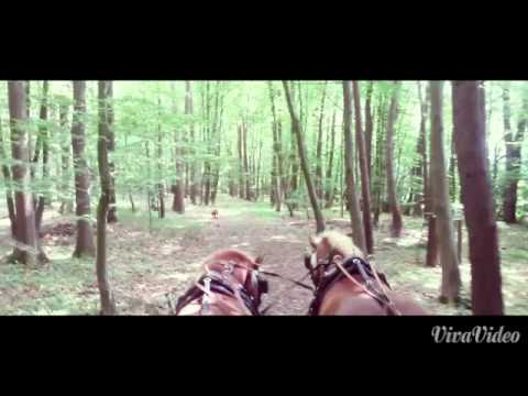 Kleine Schrittrunde - Haflinger Kutsche