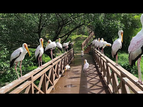 Kuala Lumpur Malaysia 2023 - KL Bird Park 4K Tour