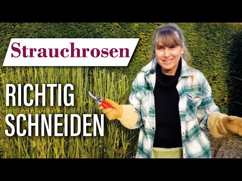 Pruning shrub roses in spring 🌸✂ Part 3 | How to do it right!