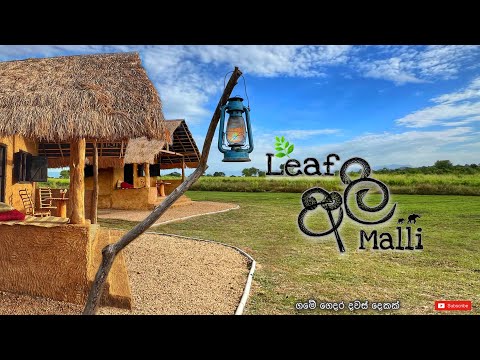Leaf Ali Malli Thanamalwilla | කැලේ මැද තියෙන අමුතු හෝටලයේ දවස් දෙකක් | #leafalimalli #thanamalwila
