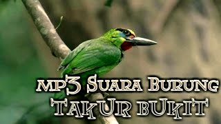 Download lagu Mp3 Suara pemanggil burung Takur Bukit | Kulup Mersam mp3 Download lagu Mp3 Suara pemanggil burung Takur Bukit | Kulup Mersam mp3