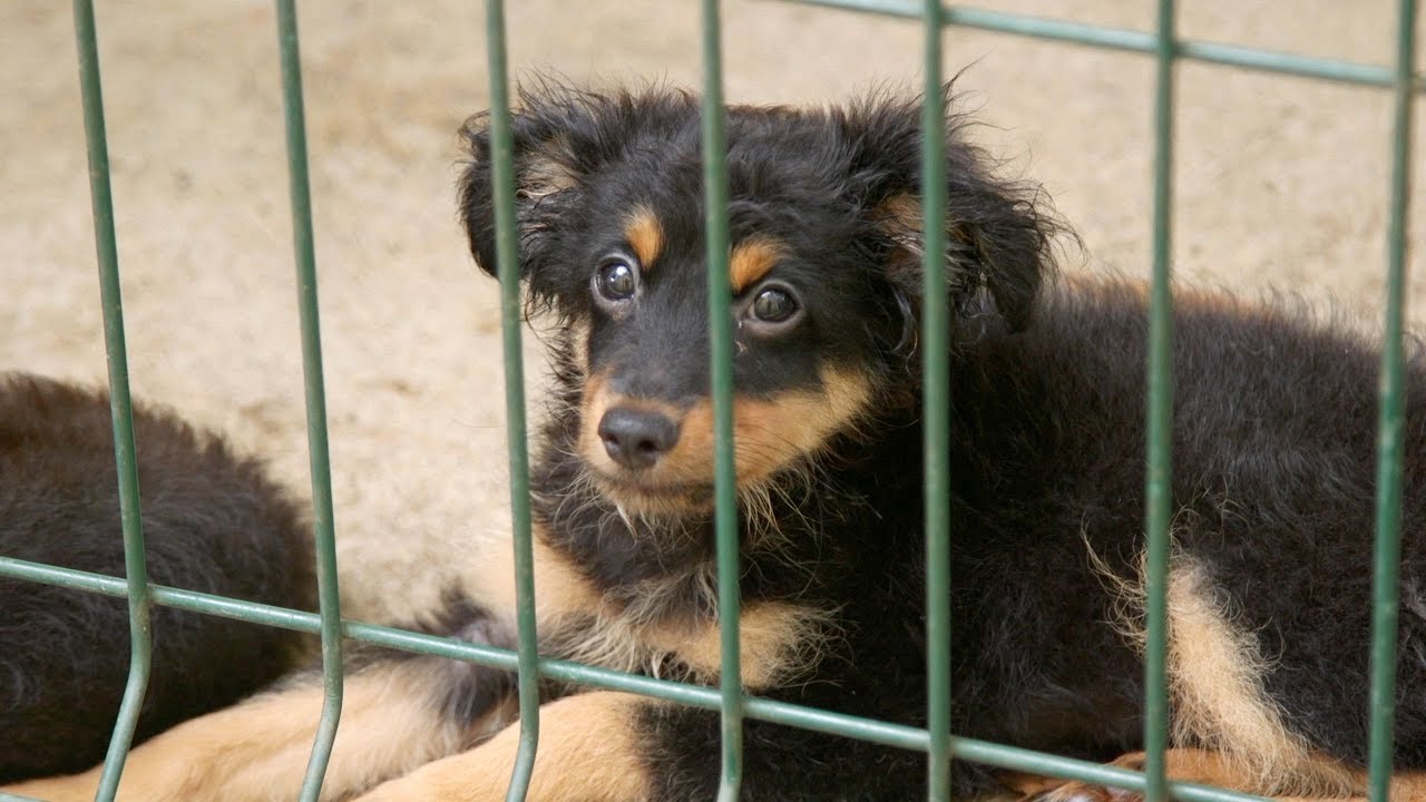 Loca’Terre 04/03/2018 - L’adoption des “Royal Bourbons”