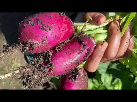 2021 backyardConvertion