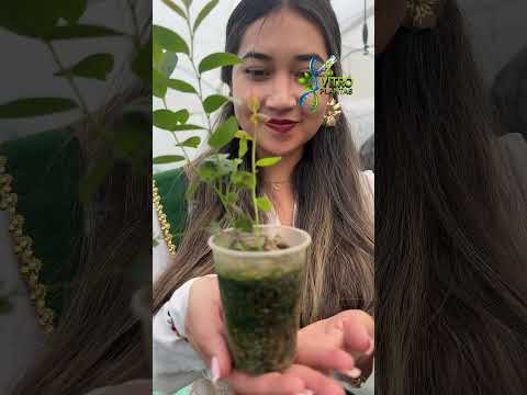 Una visita al laboratorio Vitro Plantas.