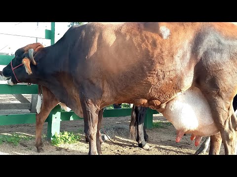 Venturosa Cattle Fair, PE, 24/02/26