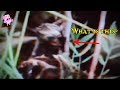 9 Terrifying Witches Caught on Camera