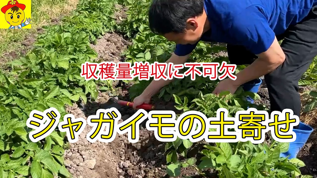 ジャガイモ栽培で土寄せが必須な理由