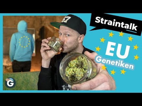 Klassische Europäische Cannabis Sorten | Straintalk Grower