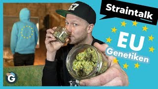 Klassische EUROPÄISCHE Cannabis Sorten | Straintalk mit einem Grower