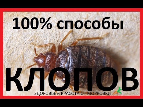 100% способы избавления от КЛОПОВ в квартире