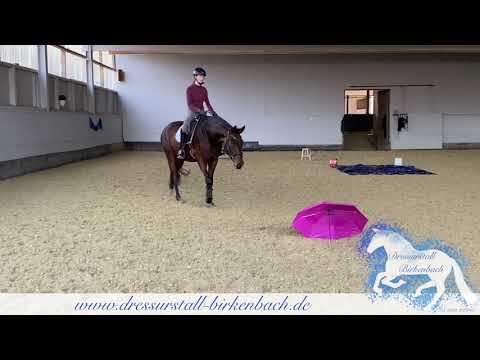 9 Jährige Stute von Ehrenstolz x Rubin Royal