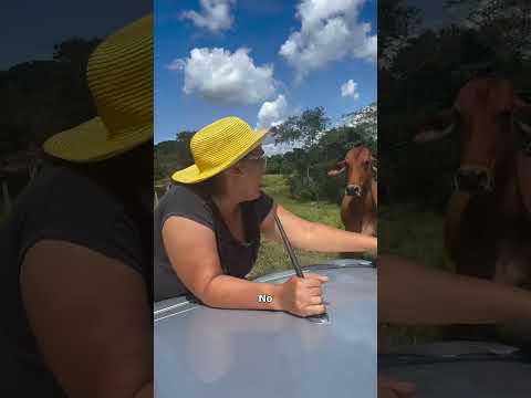 Vaca Quase Pegou a Mulher! 😂🐄🔥