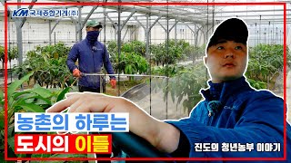 [국제 다큐]진도 청년농부의 귀농일기 (애플망고 vlog)