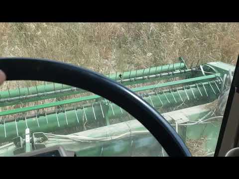 Swathing fescue