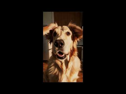 Dog Traies to Order Pizza — Funny Dog Short (DramaDoggo)#shorts  #funnydogs  #dogs