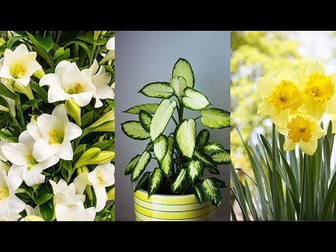 Lulet që janë të rrezikshme për t’i mbajtur në shtëpi