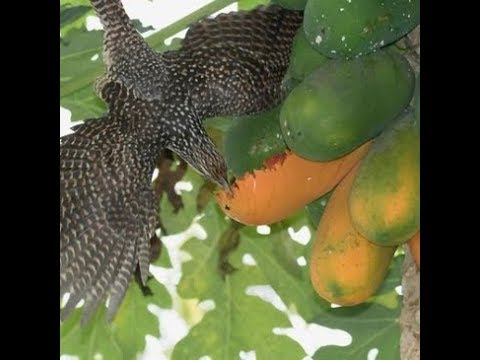 Female Asian Koel Taking Shelter On A Papaya  Tree
