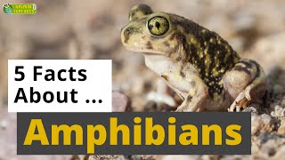All About Amphibians 🐸 - 5 Interesting Facts - Animals for Kids - Educational Video
