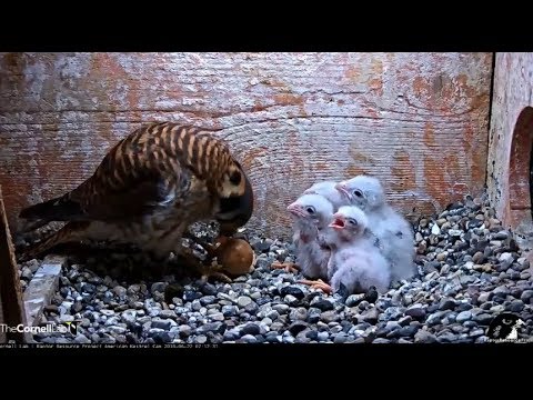American Kestrel Cam ~ Mom Feeds Unhatched Egg To Babies 6.22.18